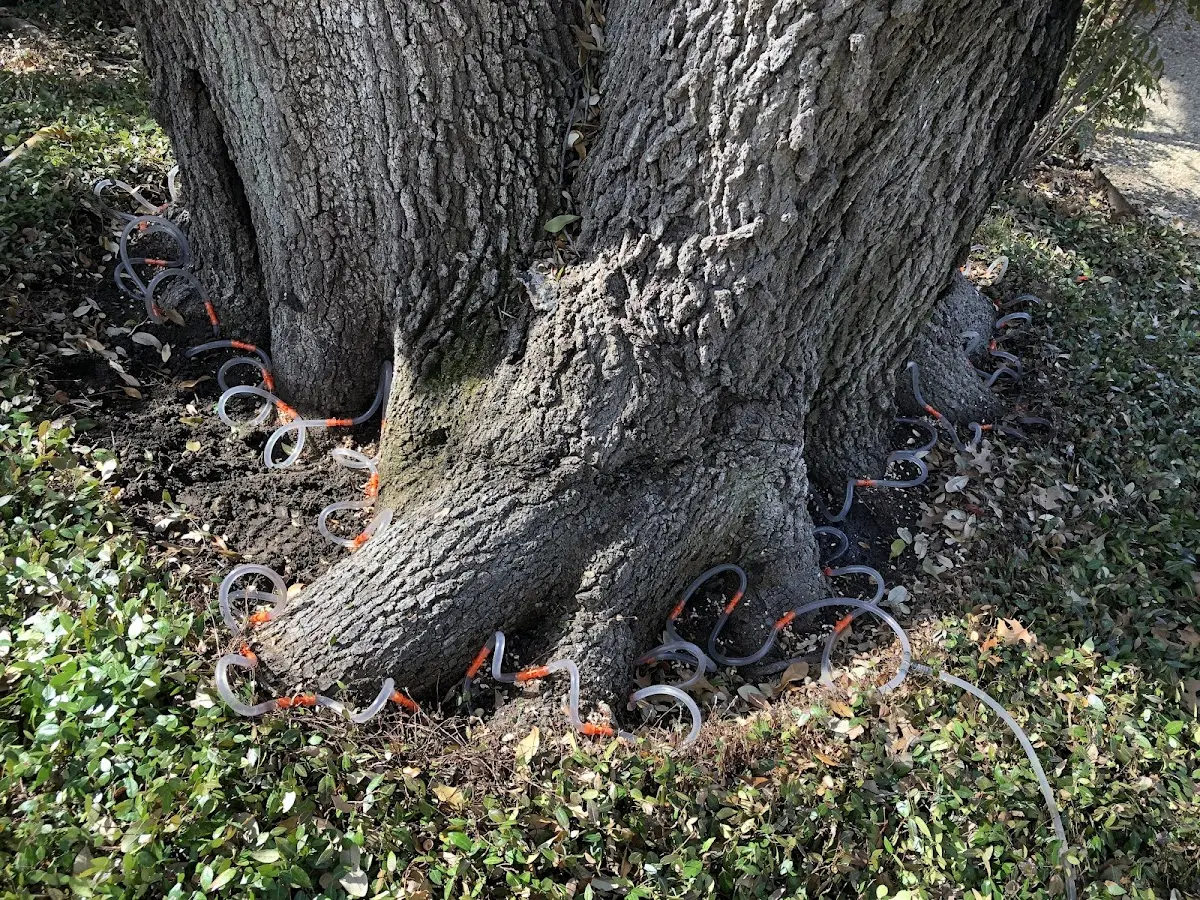 Detailed Tree Cabling and Bracing job site in Gravity