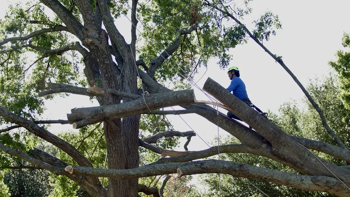 Professional Crown Thinning performed by certified arborists in Gravity