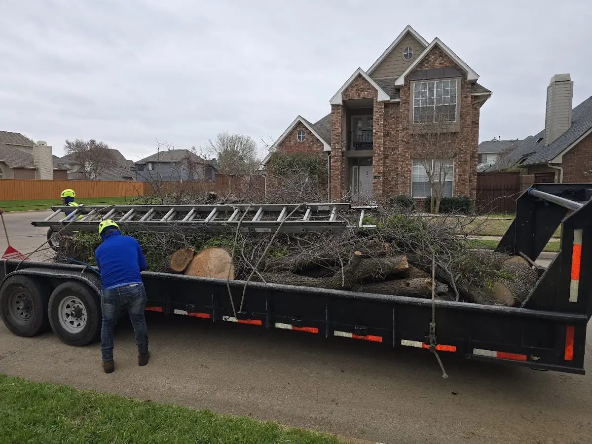 Expert Tree Removal with proper safety equipment in Gravity